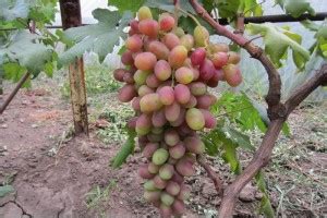 Златпитомник – Интернет-магазин саженцы плодовых и ягодных с доставкой ...