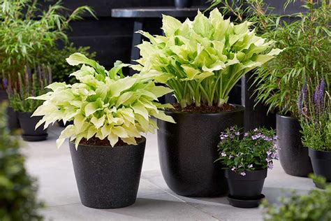 NEW Hosta ‘White Feather Improved’ - Heemskerk Perennials