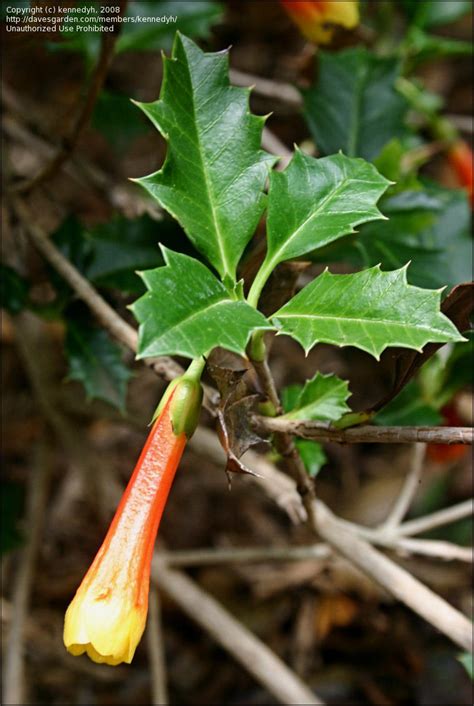 File Desfontainia Spinosa Ruiz Et Wikimedia Commons