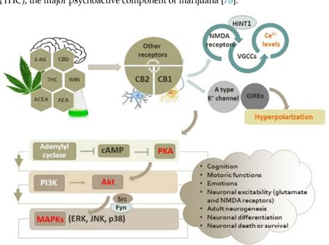 Figure 1 From Intracellular Molecular Targets And Signaling Pathways