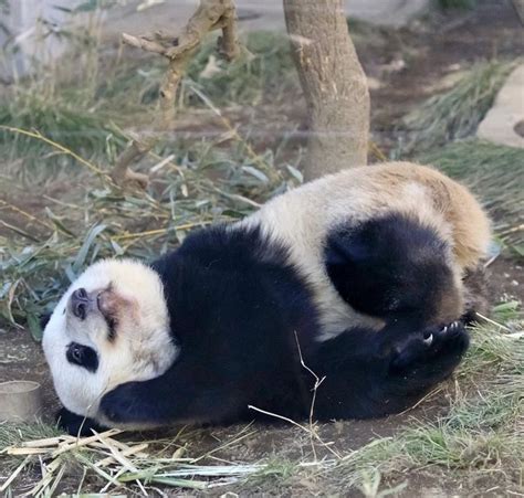 「pandas」おしゃれまとめの人気アイデア｜pinterest｜m 可愛すぎる動物 シャンシャン パンダ 可愛い 動物