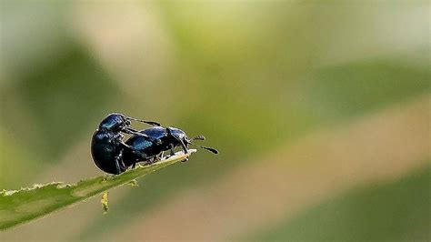 Insect Sex 1920 1080 Wallpaper