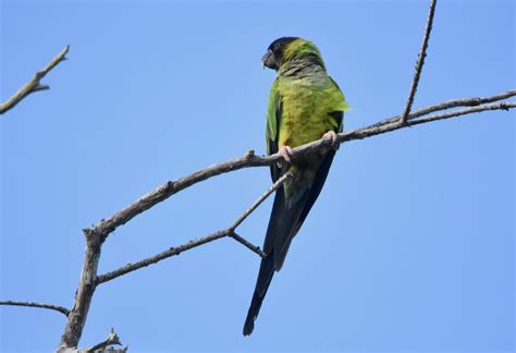 Nanday Parakeet