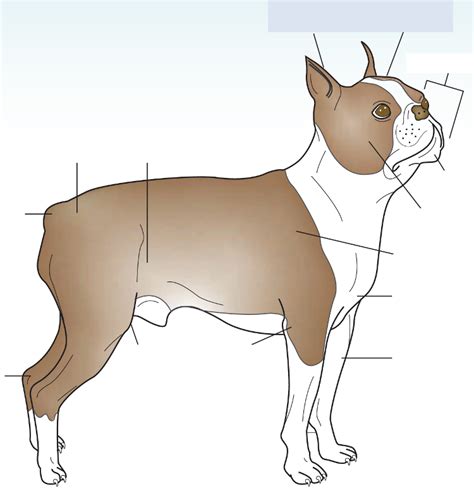 Dog External Anatomy Diagram Quizlet