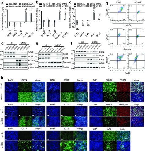 IFI16 Knockdown By Sh1865 Inhibits Trilineage Specification A C