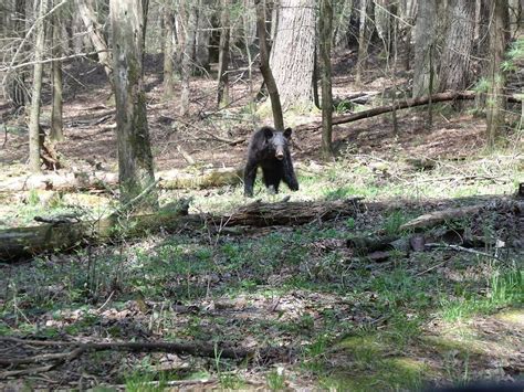 Black Bear Photograph by Ann Robinson - Fine Art America