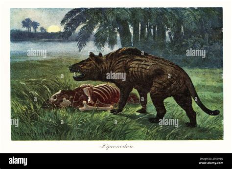 Prehistoric Carnivorous Mammals