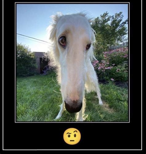 Snoot Borzoi Long Nose Dog Know Your Meme