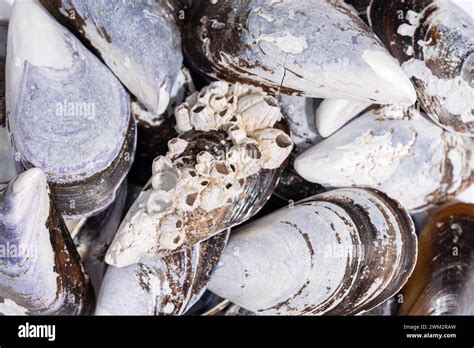 Mussel Shell Empty Hi Res Stock Photography And Images Alamy