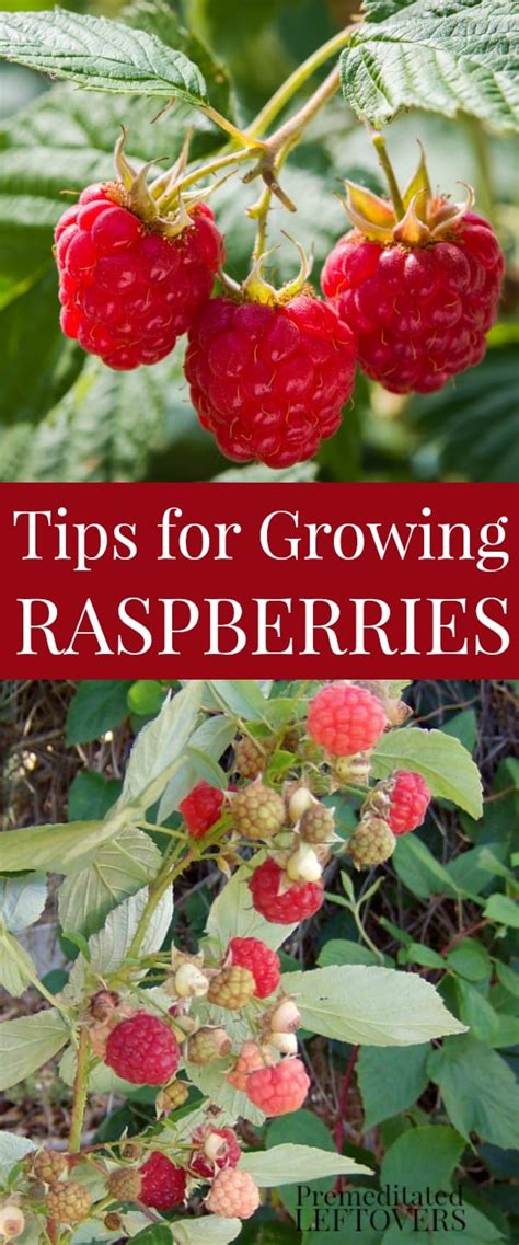 Tips For Growing Raspberries