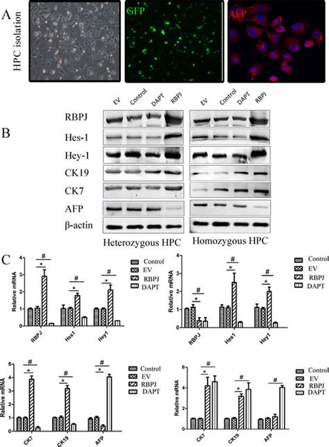 Notch RBPJ Promotes Cholangiocyte Differentiation From HPCs A