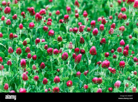 Trifolium Incarnatum Green Manure High Resolution Stock Photography And