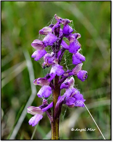 Orqu Deas Blog De Angel Mar Herorchis Morio Y Champagneuxii