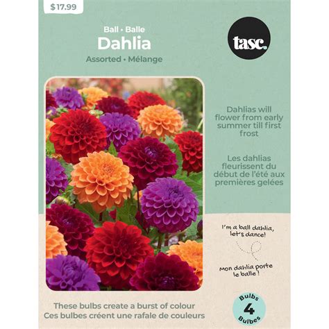 Tasc Dahlia Assorted Ball Bulbs 5 Bulbs Dah0043 Rona