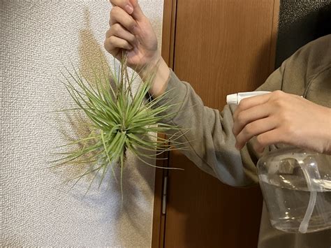 エアプランツを大きくする方法！100円でも30cmくらいに育つ品種はコレ 観葉植物ラボ