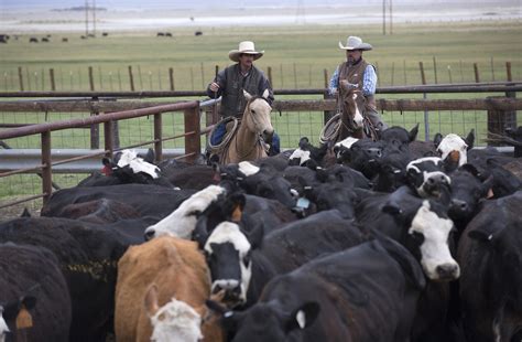 How Texas Special Cattle Rangers Stop Thieves