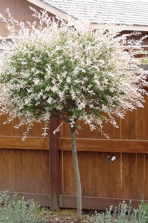 Variegated Dappled Willow Tree Salix Integra Hakuro Nishiki 3 4 Feet Tall In A 3 Gallon