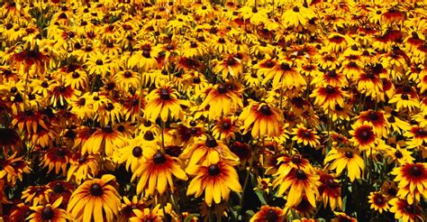 meadow-filled-with-black-eyed-susans - Maryland Pictures - Maryland - HISTORY.com