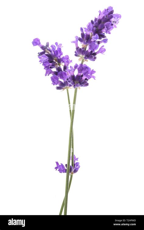 Lavender Flowers Isolated On White Background Hi Res Stock Photography