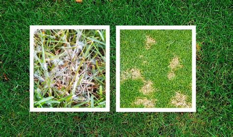 Dollar Spot Control Of Dollar Spot Disease Of Lawns Kiwicare