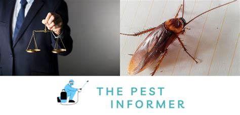 How Long Does A Landlord Have To Get Rid Of Roaches Roaches In Apartment Law The Pest Informer