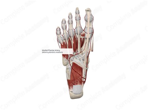 Medial Plantar Artery Complete Anatomy