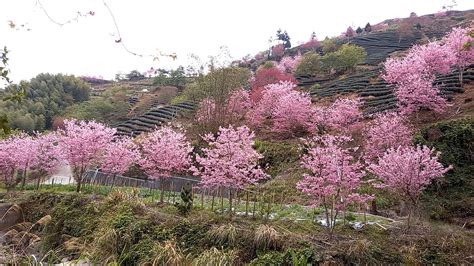 草嶺櫻花大爆發 228湧入5萬人 中華日報中華新聞雲