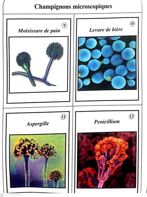 Les Microbes Ou Les Micro Organismes