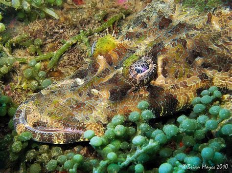 Crocodile Flathead Cymbacephalus Beauforti Marine Fish Rare