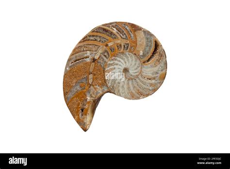 Prehistoric Fossil Section Of An Ammonite Stock Photo Alamy
