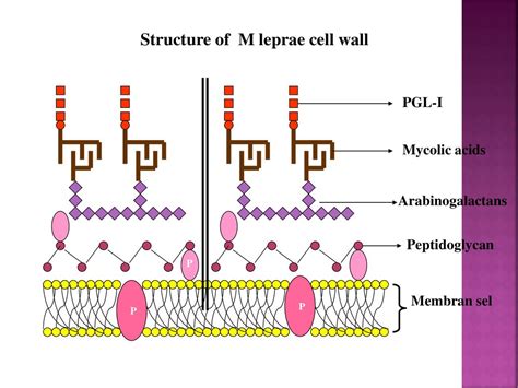 Mycobacterium Leprae Cell Structure