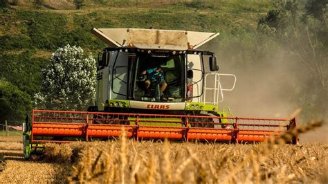 Búza aratás Wheat harvest 2021 CLAAS Challenger NH MF YouTube