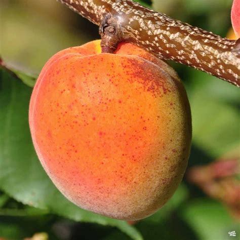 Apricot Katy — Green Acres Nursery And Supply