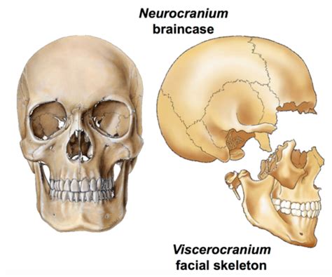 Cranial Bones and Sutures - Exam 1 Flashcards | Quizlet