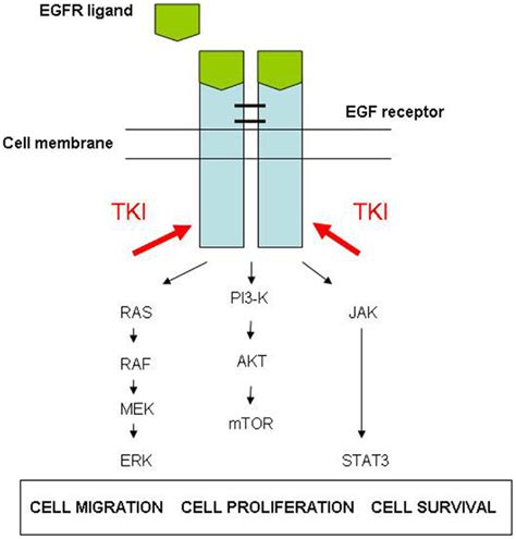 Epidermal Growth Factor Receptor Pathway Download Scientific Diagram