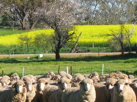 Merino sheep, Goomalling, Western Australia | Visit Goomalling