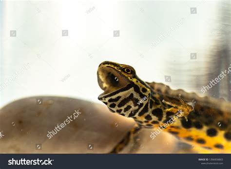 Salamander Lissotriton Vulgaris Under Water Yawning Stock Photo ...