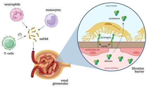 A comprehensive review and meta-analysis of suPAR as a predictor of ...