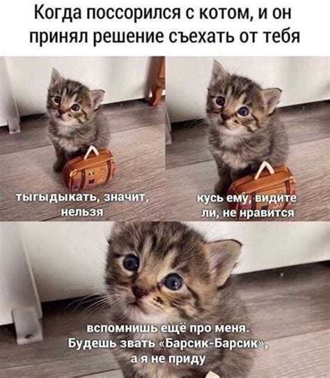 «Наташа, мы все уронили». Как эти коты попали в мемы | Правмир