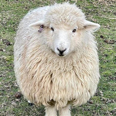 sugar gum farm miniature sheep