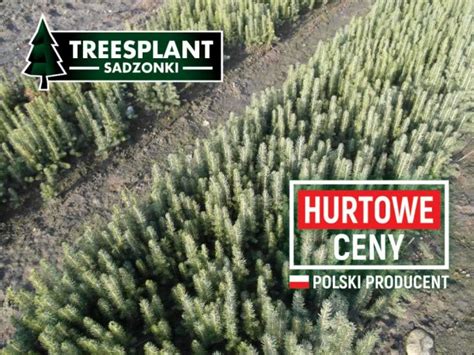 Wierk Srebrny Picea Pungens Kaibab Cm Hurt Producent Treesplant