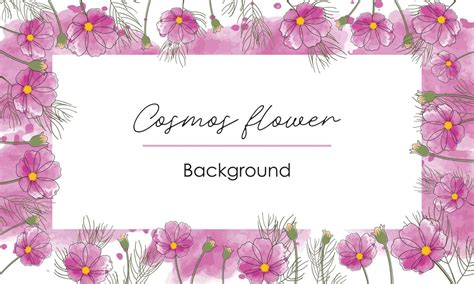 Watercolor Pink Purple Cosmos Flower Isolated On White Background For