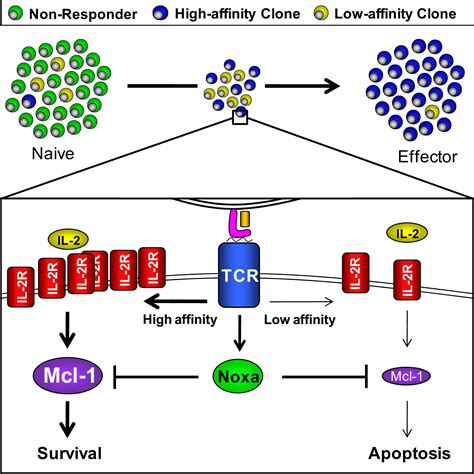 Apoptosis Threshold Set By Noxa And Mcl After T Cell Activation