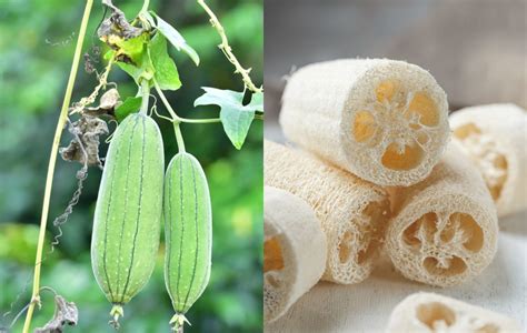 How To Grow Luffa And Turn Them Into Sponges