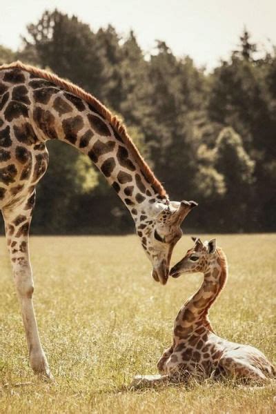 Baby And Mom Giraffe Pictures, Photos, and Images for Facebook, Tumblr ...