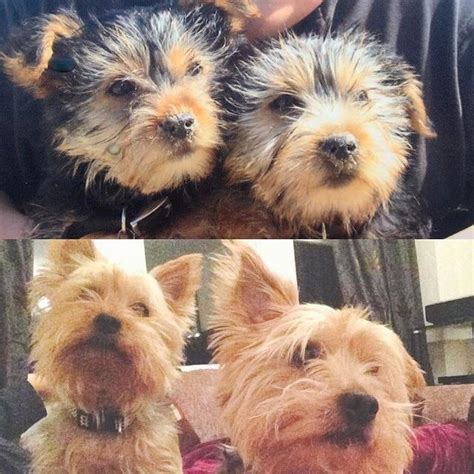 10 Year Challenge Of Our Dogs Mini And Cooper Ryorkies