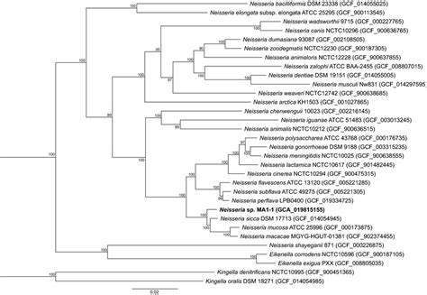 Phylogenomic Tree Of Strain MA1 1 And Related Type Strains Of The Genus