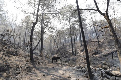 Incendio Forestal En Sierra De Santiago Nuevo León Otra Vez Fuera De