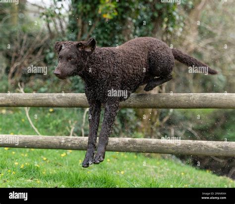 Curly Coated Retriever Dog Stock Photo Alamy