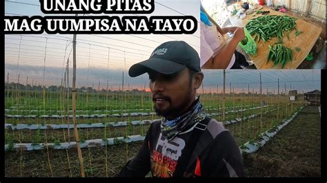 Unang Pitas Na Sa Okra Mag Uumpisa Na Tayo Guys Harvest Season Na